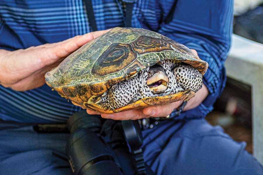 Rhode Island's terrapin turtles have passionate fans determined to protect them. hubs.li/H0R2XZK0