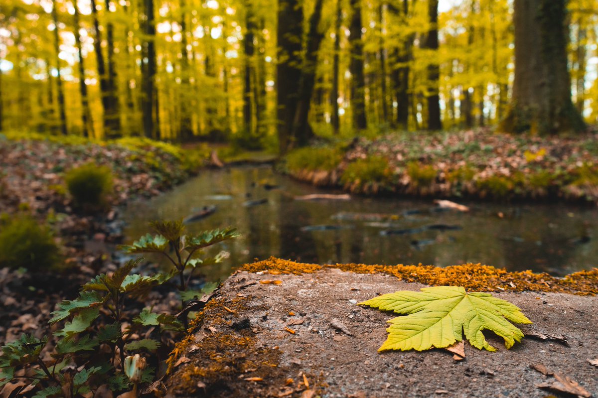 Kleiner Waldspaziergang 😎🐛

#wald #forest #photography #photo #PicOfTheDay #photographer #SONY #SonyAlpha