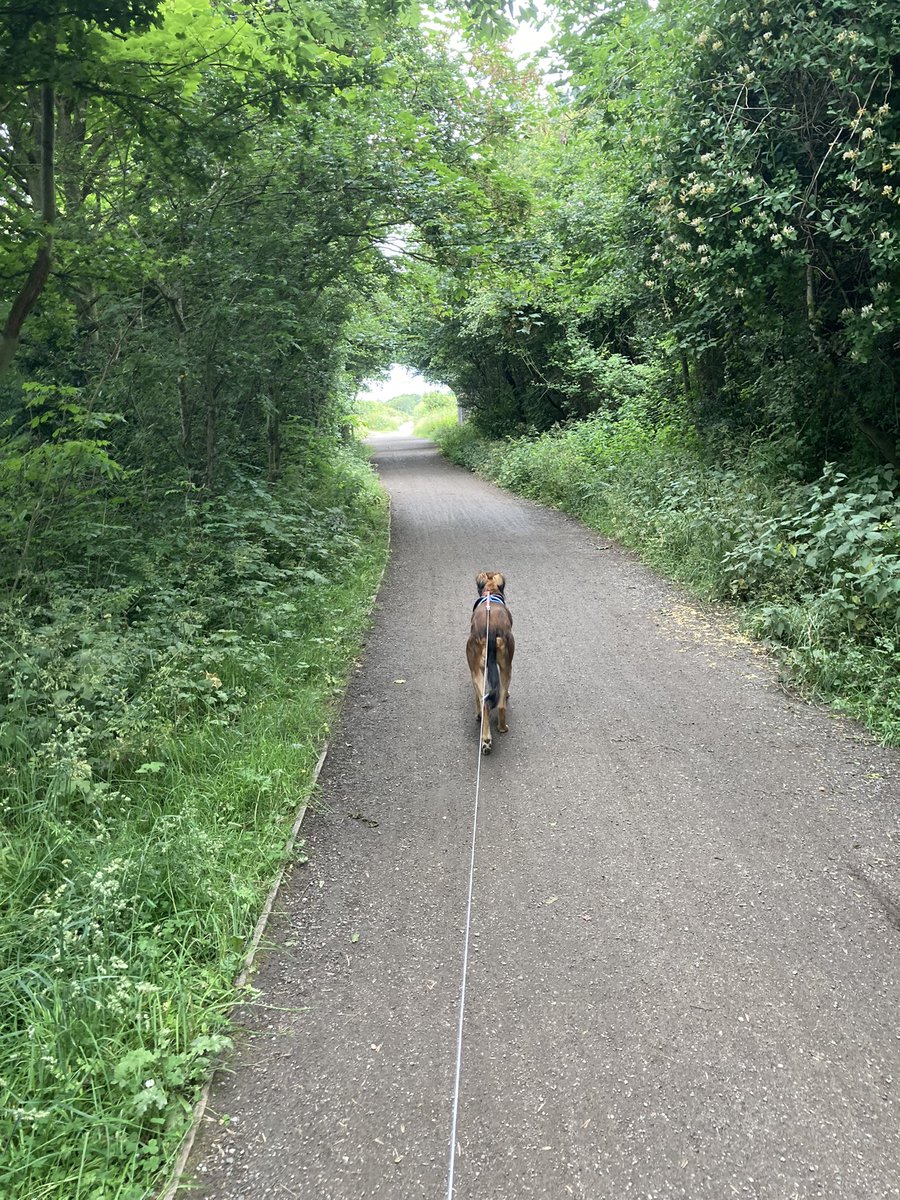 GingerMc18's tweet photo. Wirral Way wander today with ma bro! I did all the exploring and mum said I was a good girl on my long lead! Growled at a few passing pups but not as many as I used too!
#GingerMc #FredAndGinger https://t.co/eEAIMHO5W5