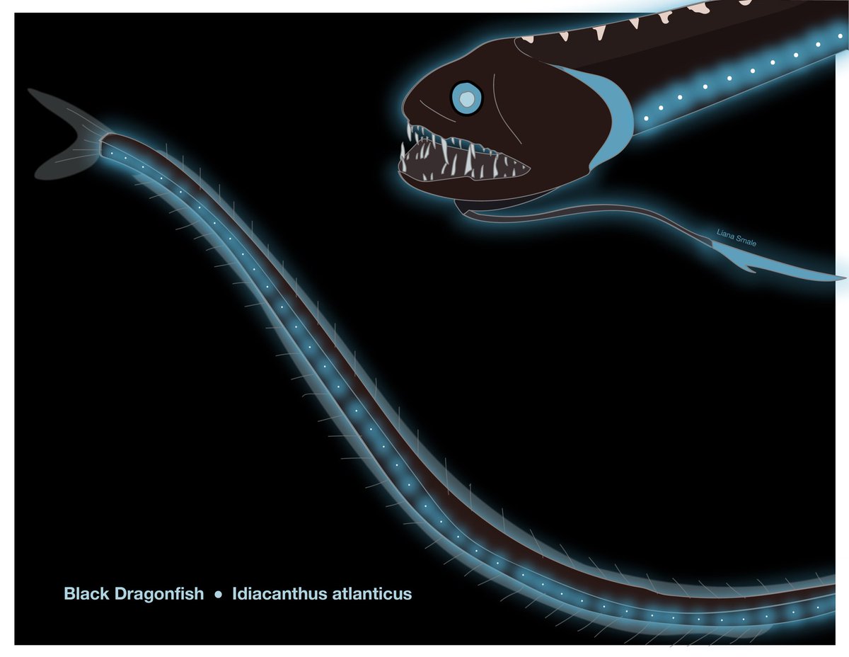 LianaSmale's tweet photo. This black dragonfish is using its bioluminescence to attract prey. Its ultra-black skin and anti-reflective teeth keep it hidden from the glow.
#SundayFishSketch #SciArt https://t.co/SUD5VhYZBA