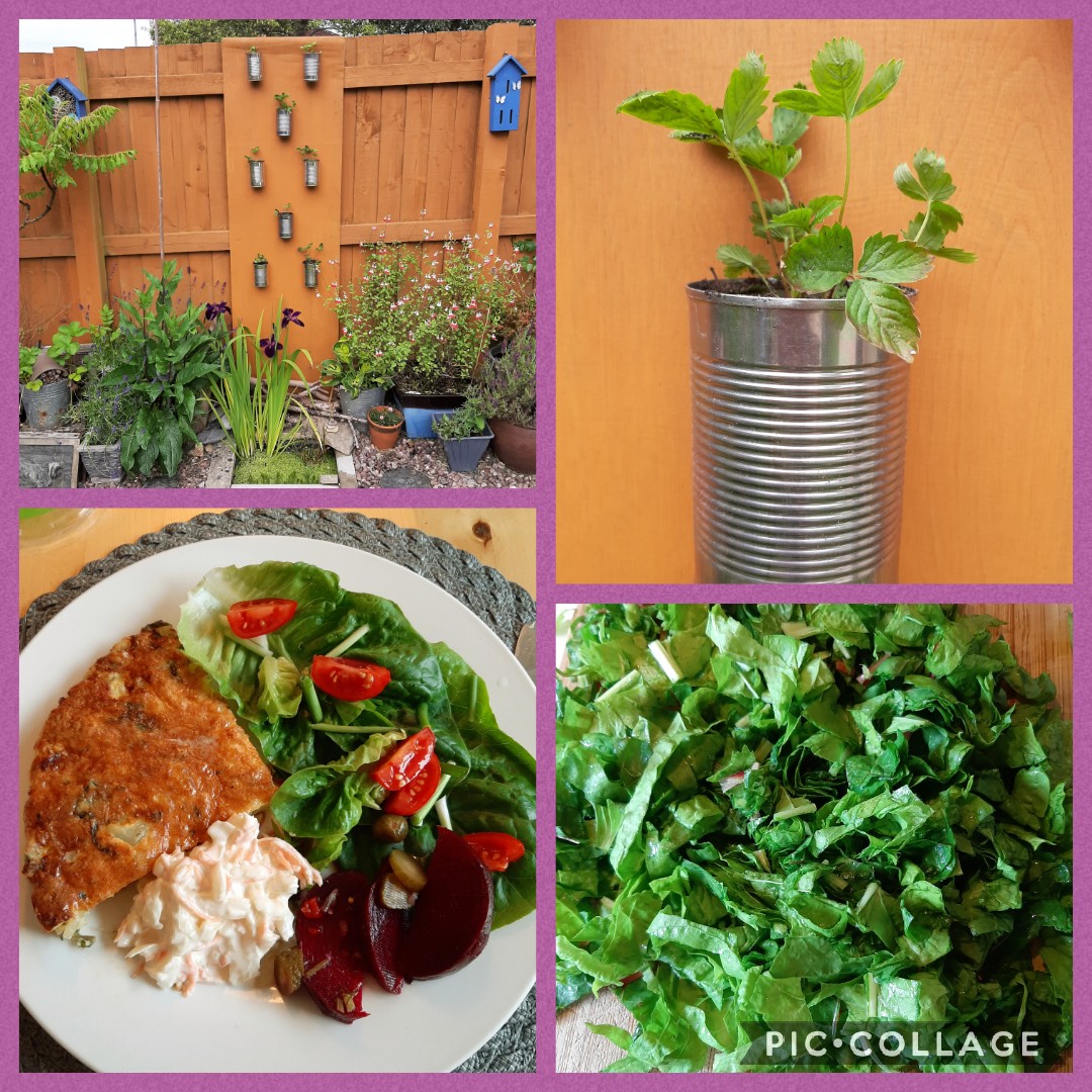 CreenCharlotte's tweet photo. Busy living the good life at the Creen's 🪴🌿😋 Vertical ♻️ garden up n running again for 2nd year.... wild strawberries 🍓😜 in the old tin cans this year😊 Last of the chard eaten in a frittata with grandads Bob's allotment grown lettuce and spring onions😋 Day 27 #30DaysWild https://t.co/eOWBbJczLO