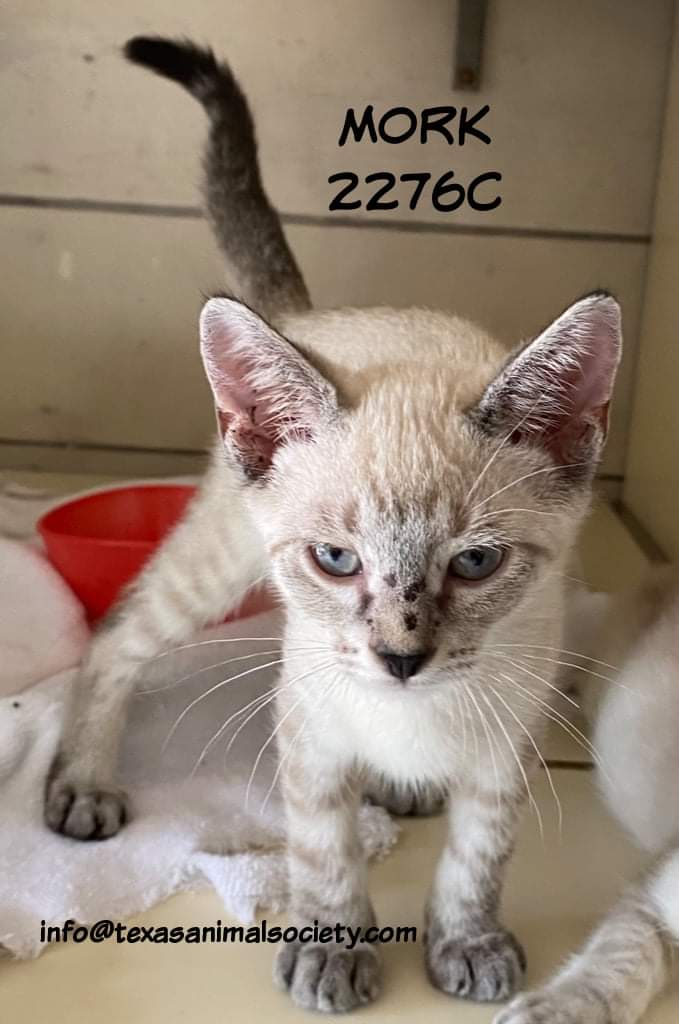 It's just Resting Ork Face. He really will be a delightful addition to your family.