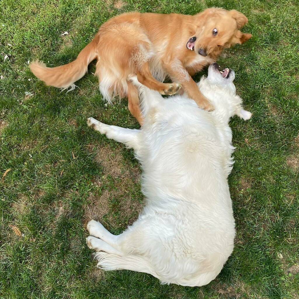 TheGoldenRatio4's tweet photo. GRASS BATTLE https://t.co/t2tzMn4asP