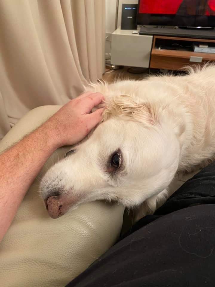 MissingPetsGB's tweet image. 🐕#HelpFindWillow 
#missing from New Bradwell #MK13 since 19 June
WILLOW'S dad is now in hospital due to the stress. WILLOW is a VERY poorly, elderly, spayed retriever. She has never been away from her family for more than 4 hours in nine years.
Please RT 
doglost.co.uk/dog-blog.php?d…