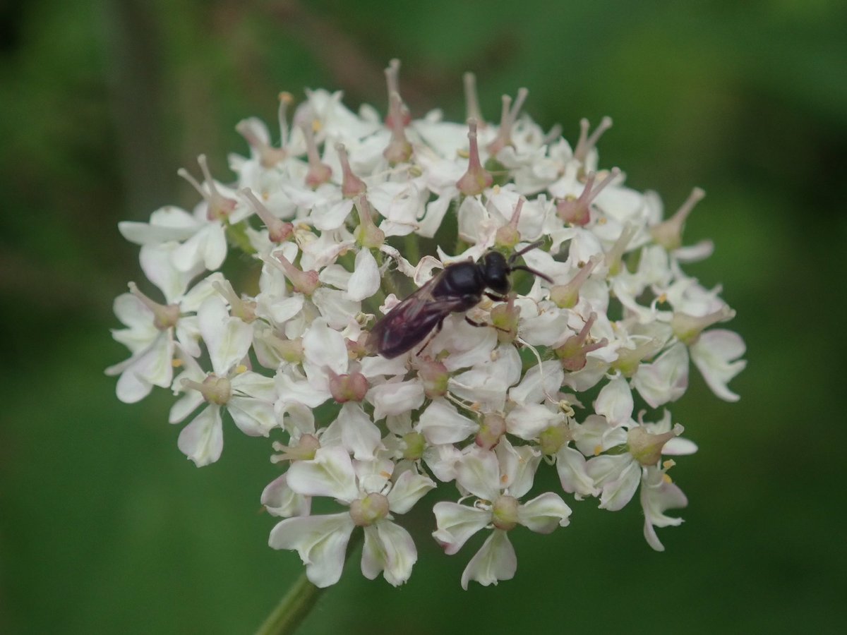 dolly_and_dj's tweet photo. Common Hogweed with a #PollinatorPal - not sure if bee or wasp?#WildflowerHour https://t.co/XYBo4d7npz