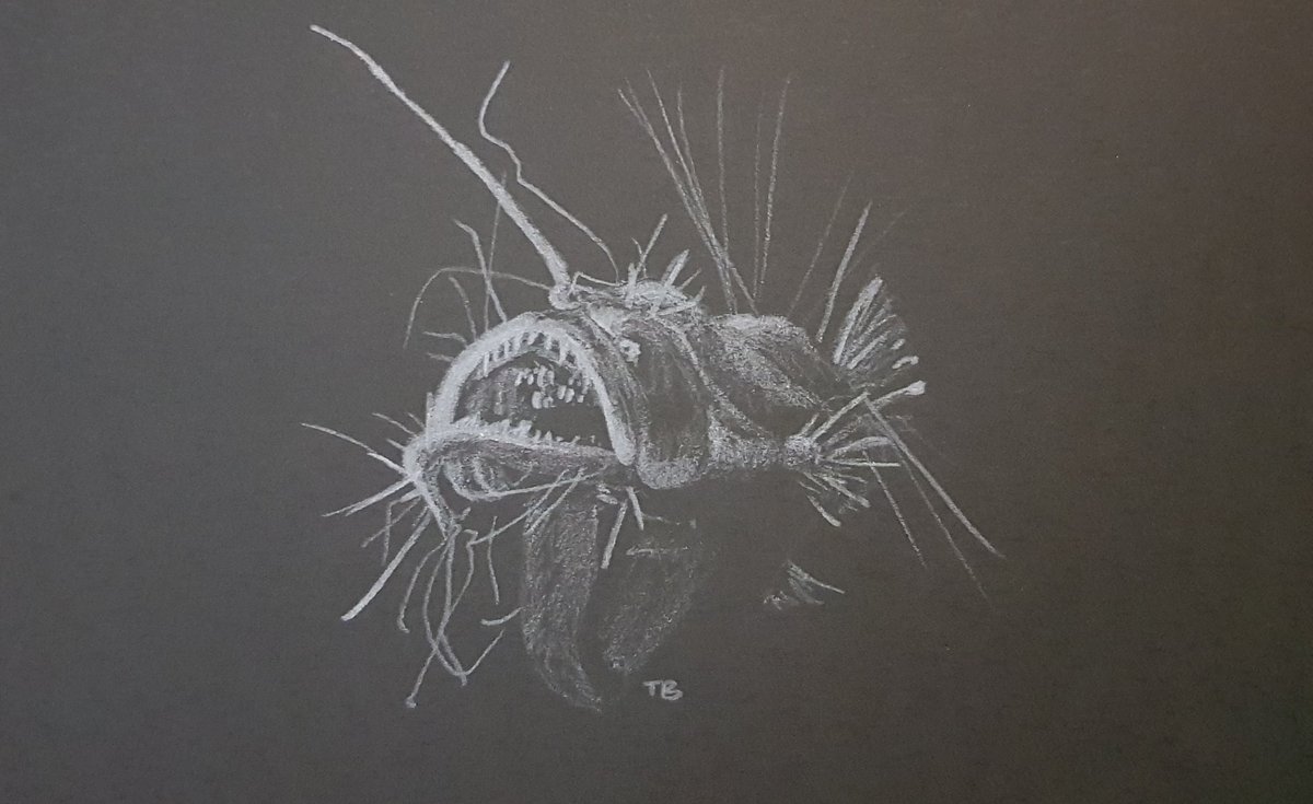 murray_taryn's tweet photo. This week's deep sea-themed #SundayFishSketch had me wanting to try something different! Here's a cheeky anglerfish (rough) sketch.

#TeamFish #sciart https://t.co/RbcLp2xMEH