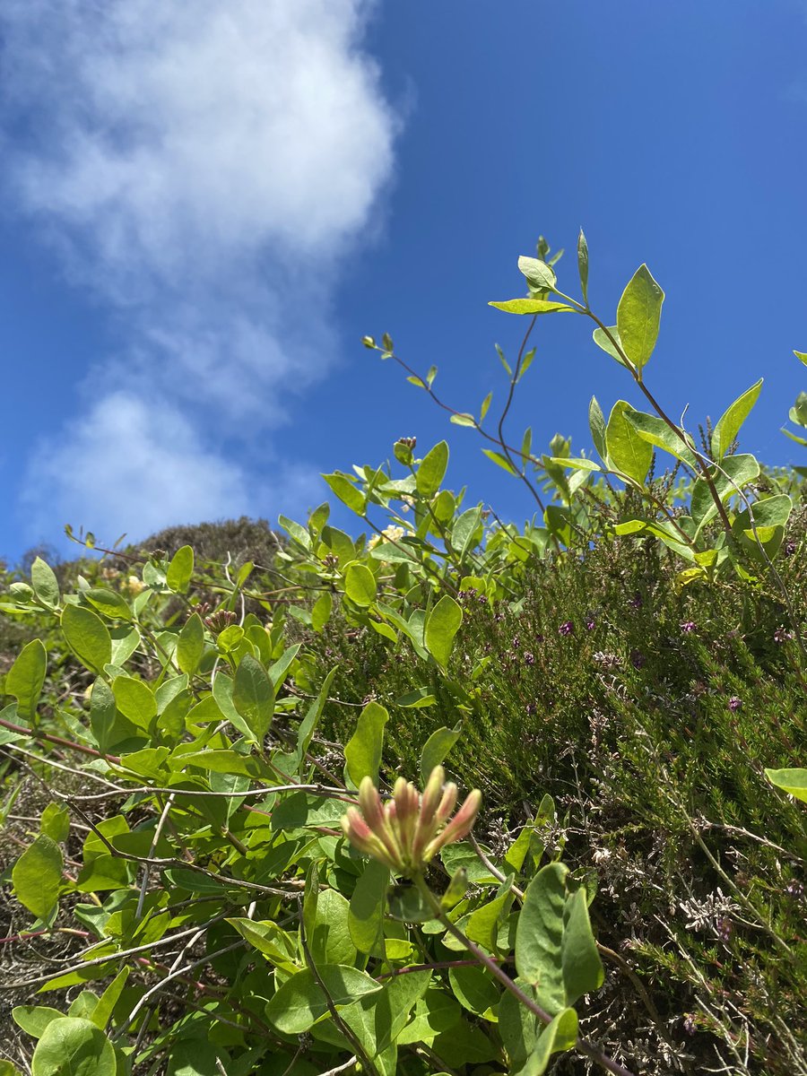 ScentedForager's tweet photo. #FlowerReport #isleofsouthuist #westernisles #wild & highly scented #honeysuckle. Thrift #seapink. A #yellowflag standing high and proud on the cliff #Foxglove. #RockRose. Blue,blue skies and not a midge in sight, but I was prepared, look carefully for Sweet Gale #bogmyrtle 🏴💙 https://t.co/wRhGFSc8Cq