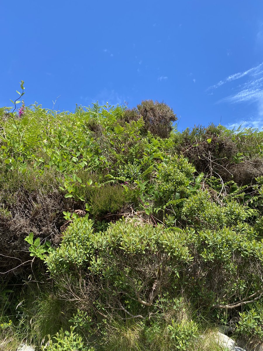 ScentedForager's tweet photo. #FlowerReport #isleofsouthuist #westernisles #wild & highly scented #honeysuckle. Thrift #seapink. A #yellowflag standing high and proud on the cliff #Foxglove. #RockRose. Blue,blue skies and not a midge in sight, but I was prepared, look carefully for Sweet Gale #bogmyrtle 🏴💙 https://t.co/wRhGFSc8Cq