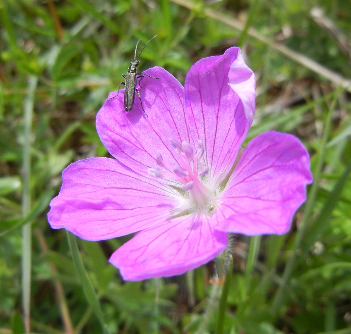 A False Blister Beetle (Oedemera lurida?) on Bloody Cranesbill (Geranium sanguineum) from Waterswallows, Buxton this week #wildflowerhour #NationalInsectWeek @DaNES_Insects