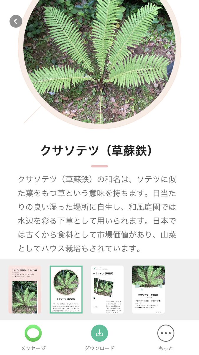 Rokojin Rokojin Twitter