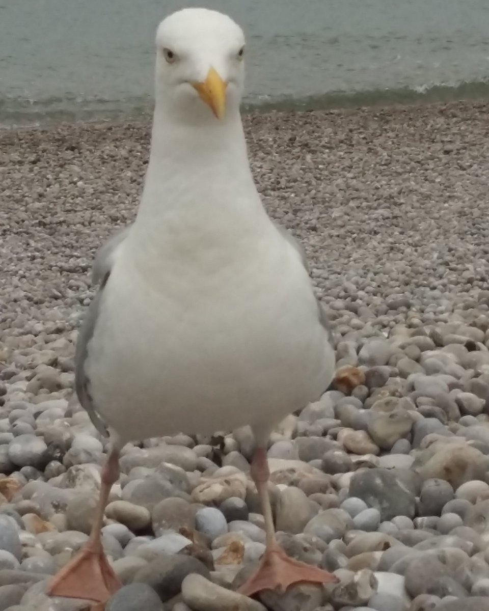 FeImpas75's tweet photo. ETRETAT.❤ https://t.co/EvsAohyzRg