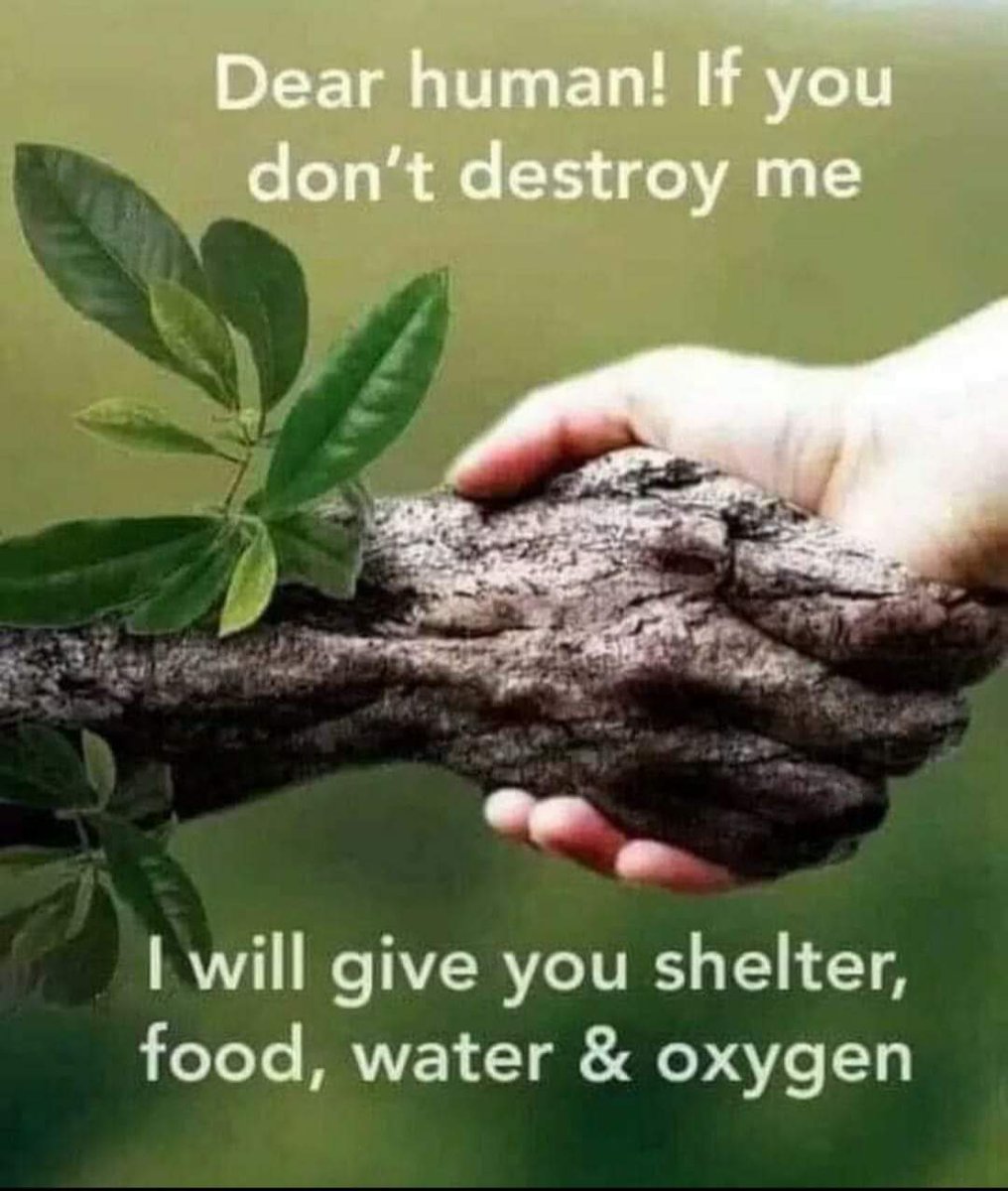 So, I've planted 6 trees this month. 1 Oak, 2 Hazel, 1 Apple, 1 Pear & 1 Cherry. The rewards of life giving oxygen fruit, nuts and a shady place to dream under when I retire make these the best investment ever. 🌬🌳
#replant #regenerate #treesarelife