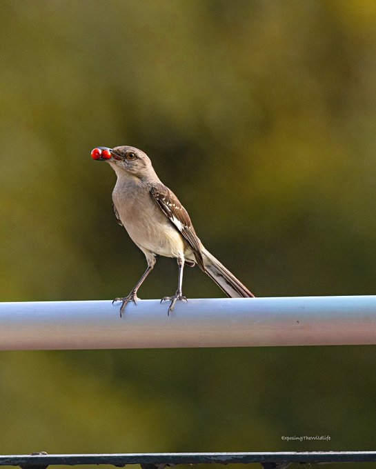 Let&rsquo;s all just try to have a berry good Sunday. ❤️❤️ #TwitterNatureComunity #BirdsSeenIn2021 #birdphotography<a href="/tag/birdphotography"class="tags"><span>#birdphotography</span></a><a href="/tag/twitternaturecomunity"class="tags"><span>#twitternaturecomunity</span></a><a href="/tag/bird"class="tags"><span>#bird</span></a>