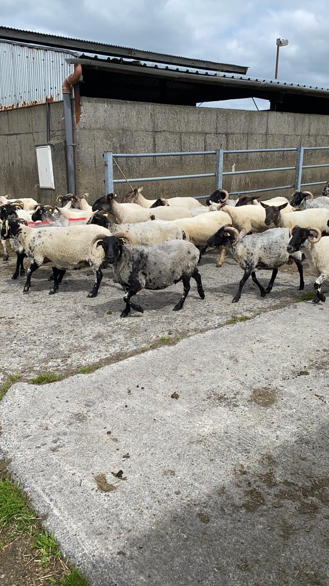 Mid-season and Mule lambs saying good bye to there Moms over the weekend.. Lambs weaned at 12-14 weeks.. All ewes and lambs weighed and assessed for health data through the Sheep Ireland App..