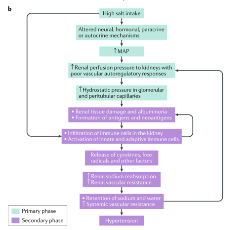 NatRevNeph's tweet photo. Immune mechanisms of salt-sensitive hypertension and kidney damage from David Mattson  @MedicalCollege https://t.co/svRHu1ZTeS https://t.co/LHQbswgoxa