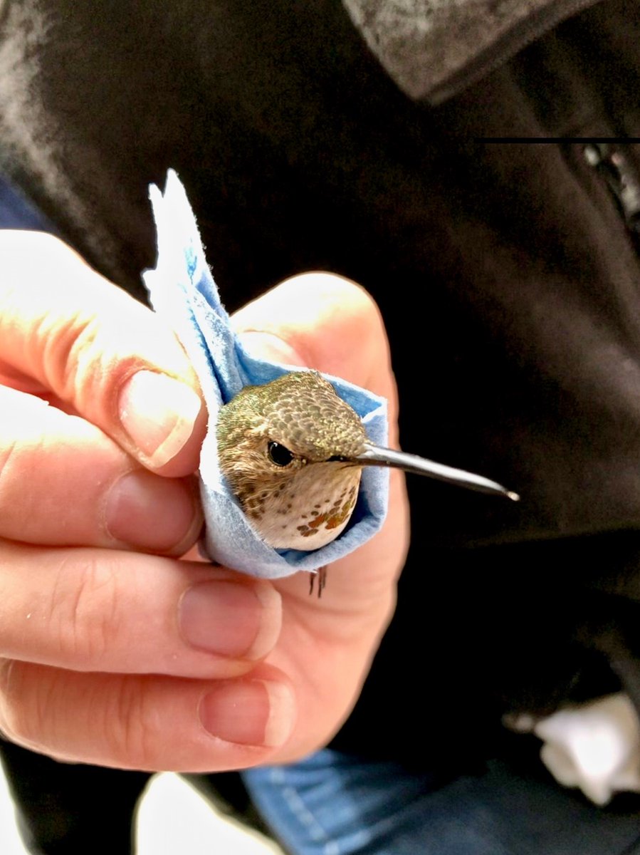 birdbabble1's tweet photo. Episode 21: The Poop On Hummingbirds with @RockyPointBird Director Dr. Alison Moran is now published!

These little birds travel hundreds and even thousands of miles each year during migration and what they can tell us from DNA analysis of their poop is amazing! #hummingbird https://t.co/OuRiR6lIjT