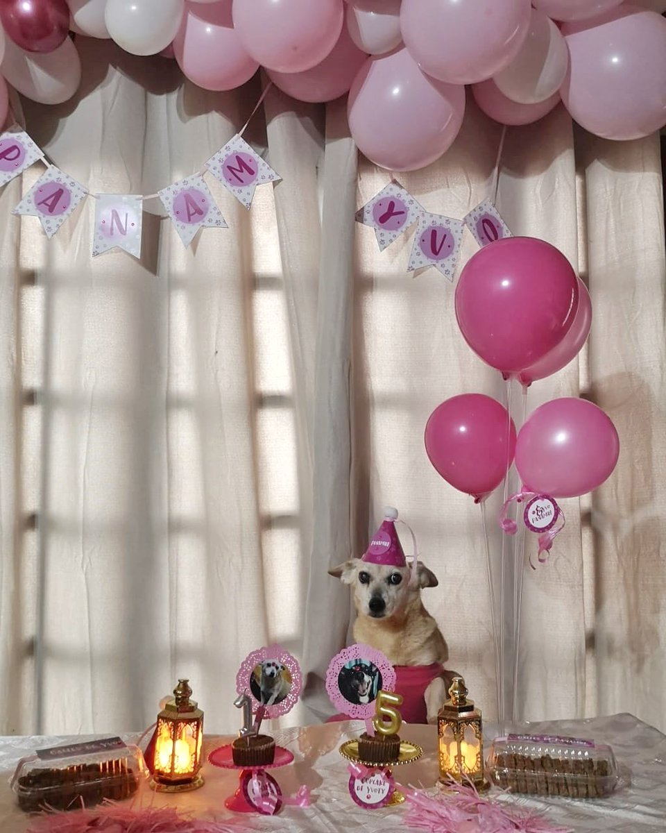 eletrashh's tweet photo. Los perros cumplen 15 años
Nosotros: https://t.co/e4mONaKvjO