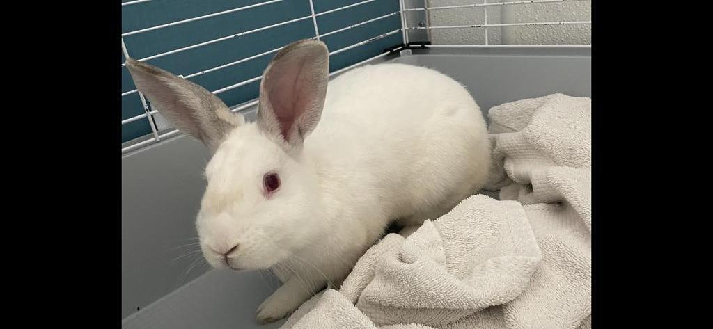AdoptableBuns's tweet photo. Hare-y Potter is a young American from #PrinceFrederick, MD. https://t.co/uP9HIr3YQw https://t.co/0Ju3u0iqtQ
