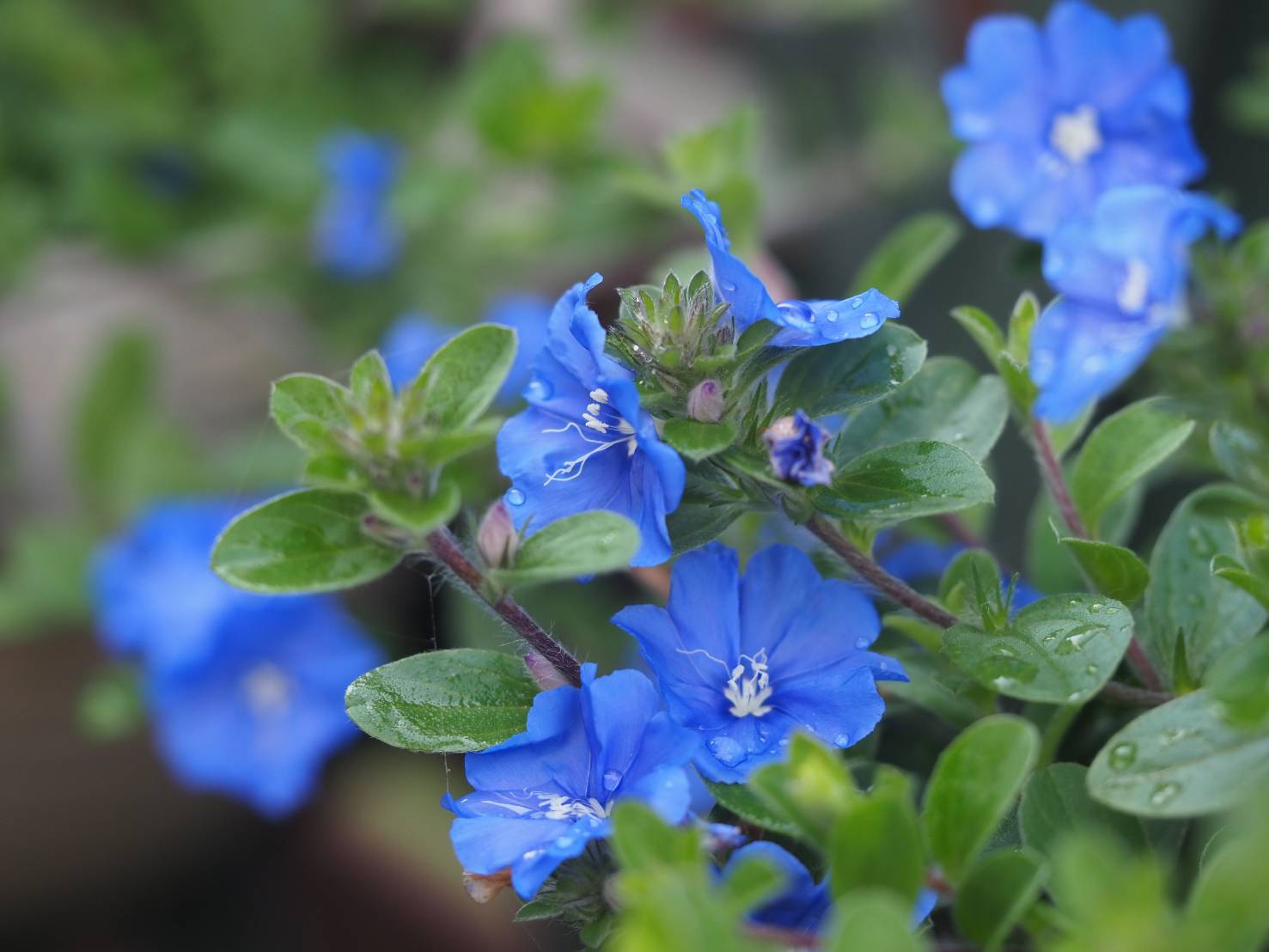 ｱﾒﾘｶﾝﾌﾞﾙｰ Twitter Search Twitter