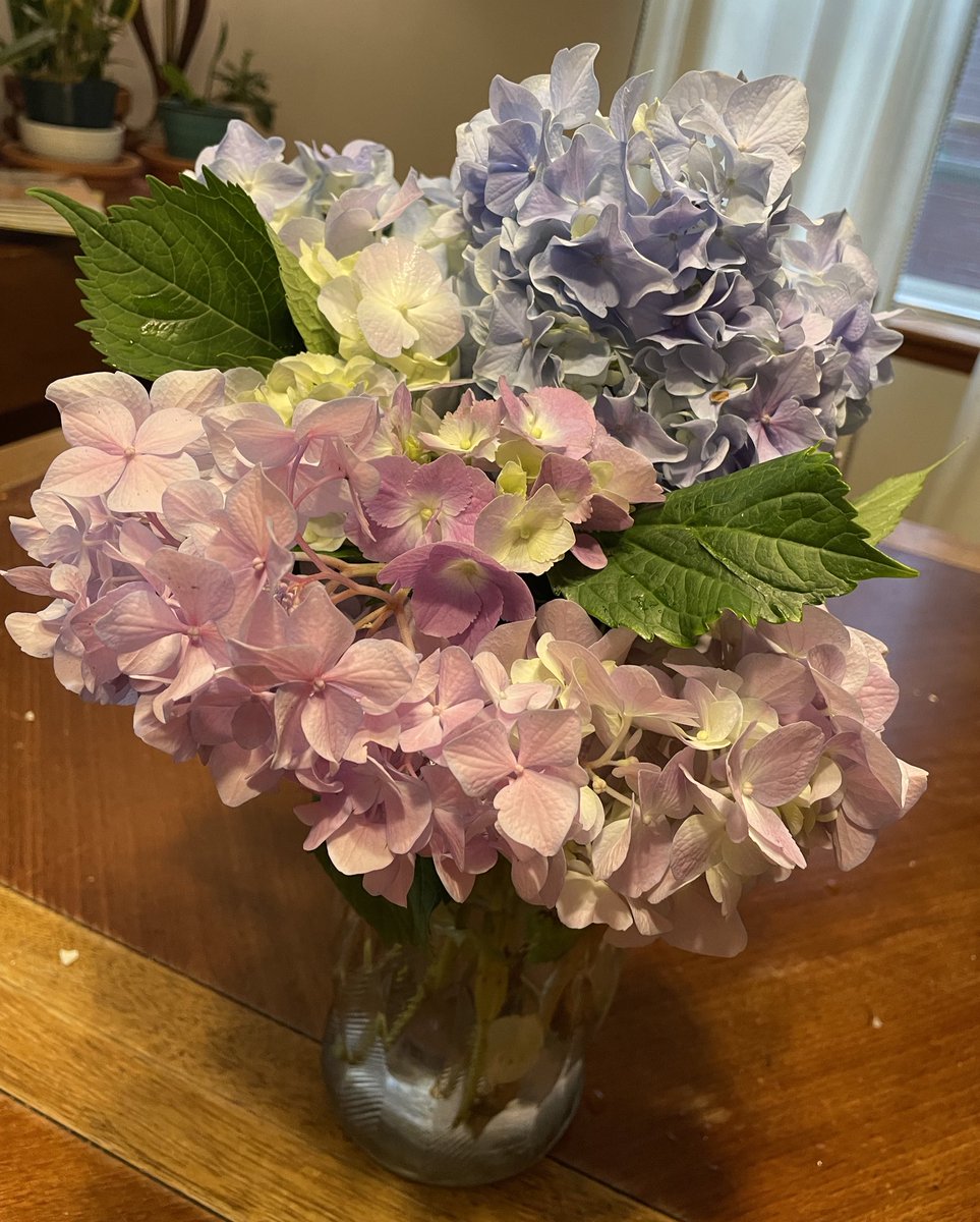 Every year, the #hydrangeas in our garden are pink, but this year we also have blue. More acid in the soil? #midwestgardening #gardening