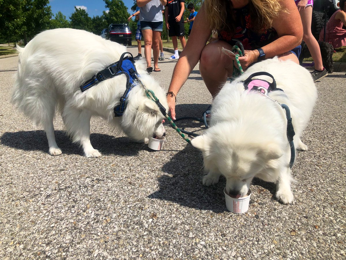 h___taylor's tweet photo. Dog-a-thon event in Dublin https://t.co/hTiH6ZjPq7
