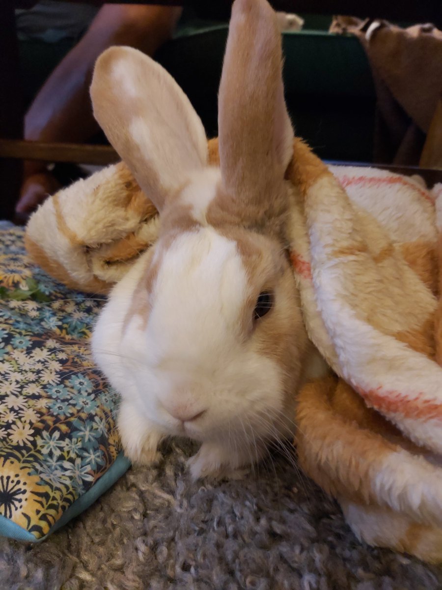 Roblox rabbit dewlap