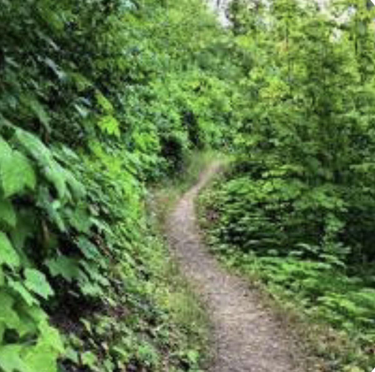 GreatMNRace's tweet photo. Looking for a fun run in Tofte, MN on the 4th of July? While the official Trek is off this year, join us for a run up / down the Superior Hiking Trail. More info here: https://t.co/MRYoz6Yhh9 https://t.co/FEJpGhRm0u