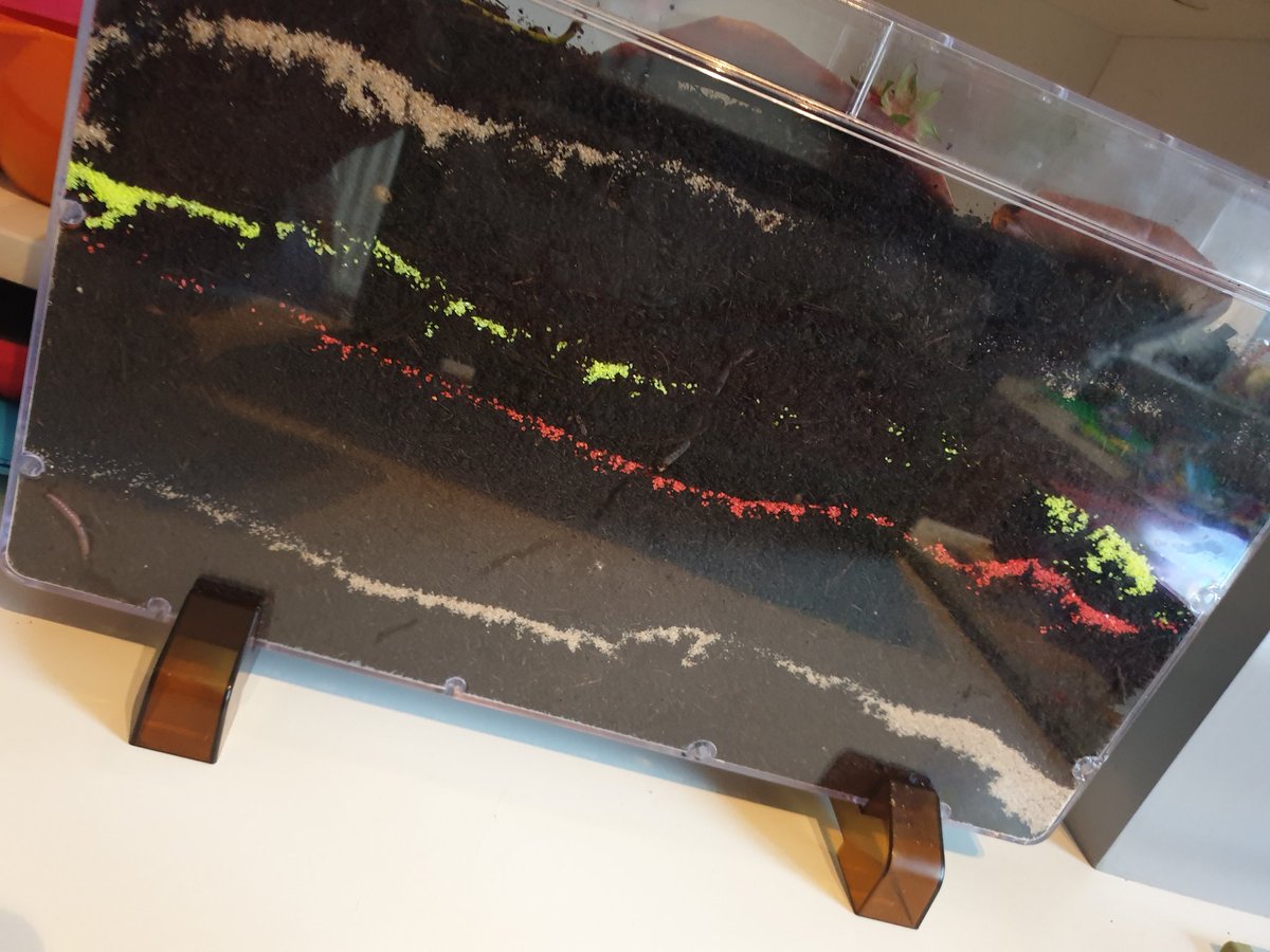Ellie_B_R's tweet photo. Rorys newest pets - worm world created and worms collected 😁 @stbartscey2 #worms #wormworld #digging https://t.co/pbbODizGvJ