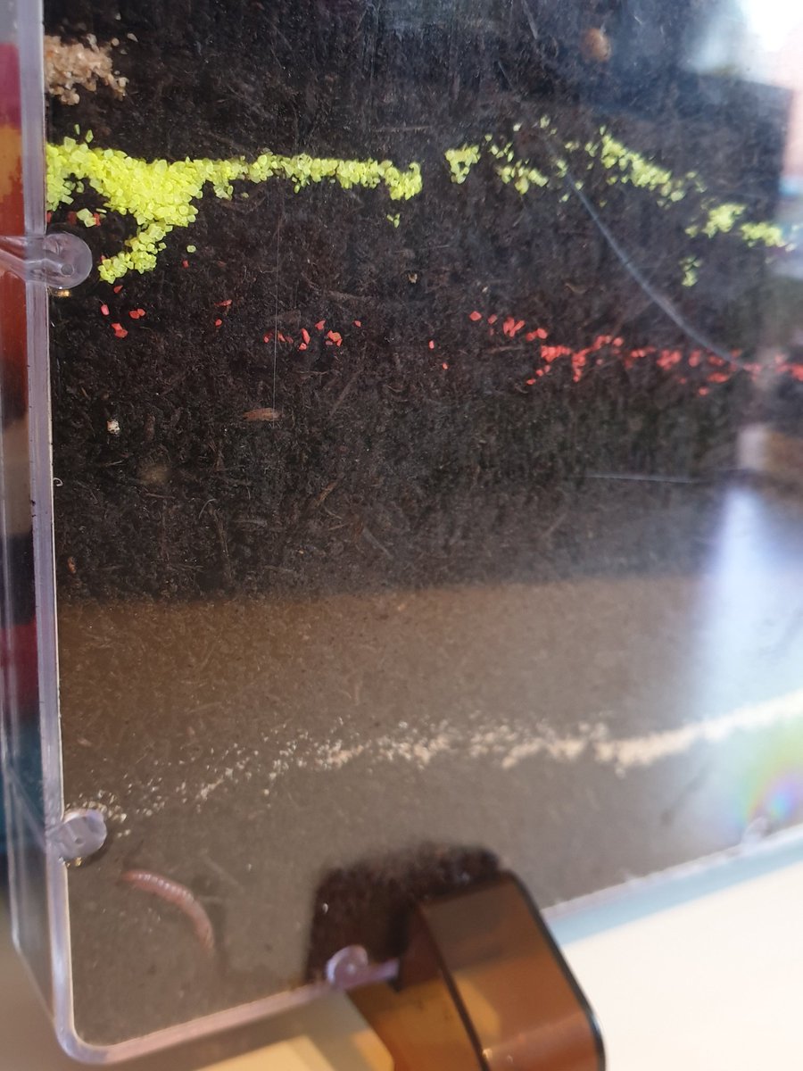 Ellie_B_R's tweet photo. Rorys newest pets - worm world created and worms collected 😁 @stbartscey2 #worms #wormworld #digging https://t.co/pbbODizGvJ
