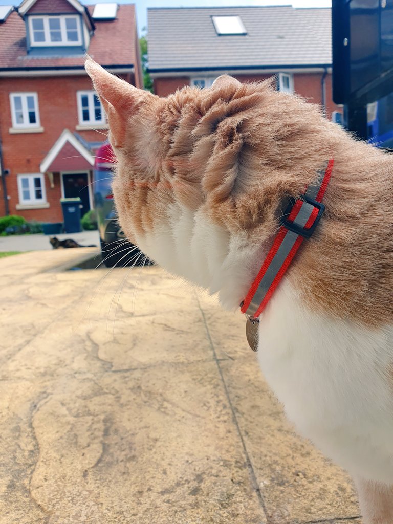 LolaLegged's tweet photo. Toby is watching me 👀 https://t.co/2p3FVirEKq