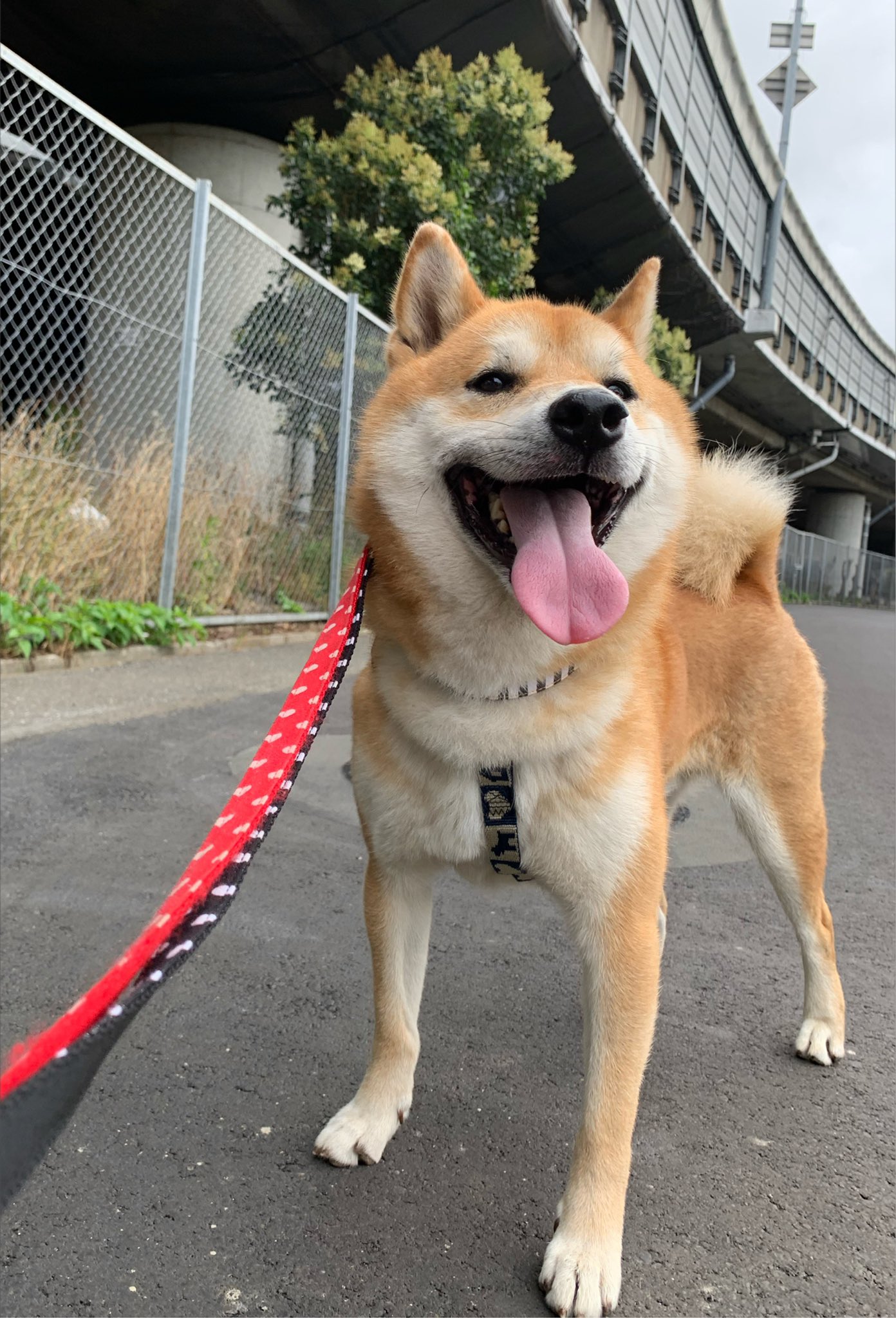 柴犬ホクト 保護犬 ホクトにコメント内容といいねを伝えてます 皆様ありがとうございます 柴犬ホクトの捜索にクロネコヤマト調布八雲台センターのドライバーの方も協力して頂きました 感謝です 迷子時に中毒性のあるものを食べたようで 検査で腎臓の