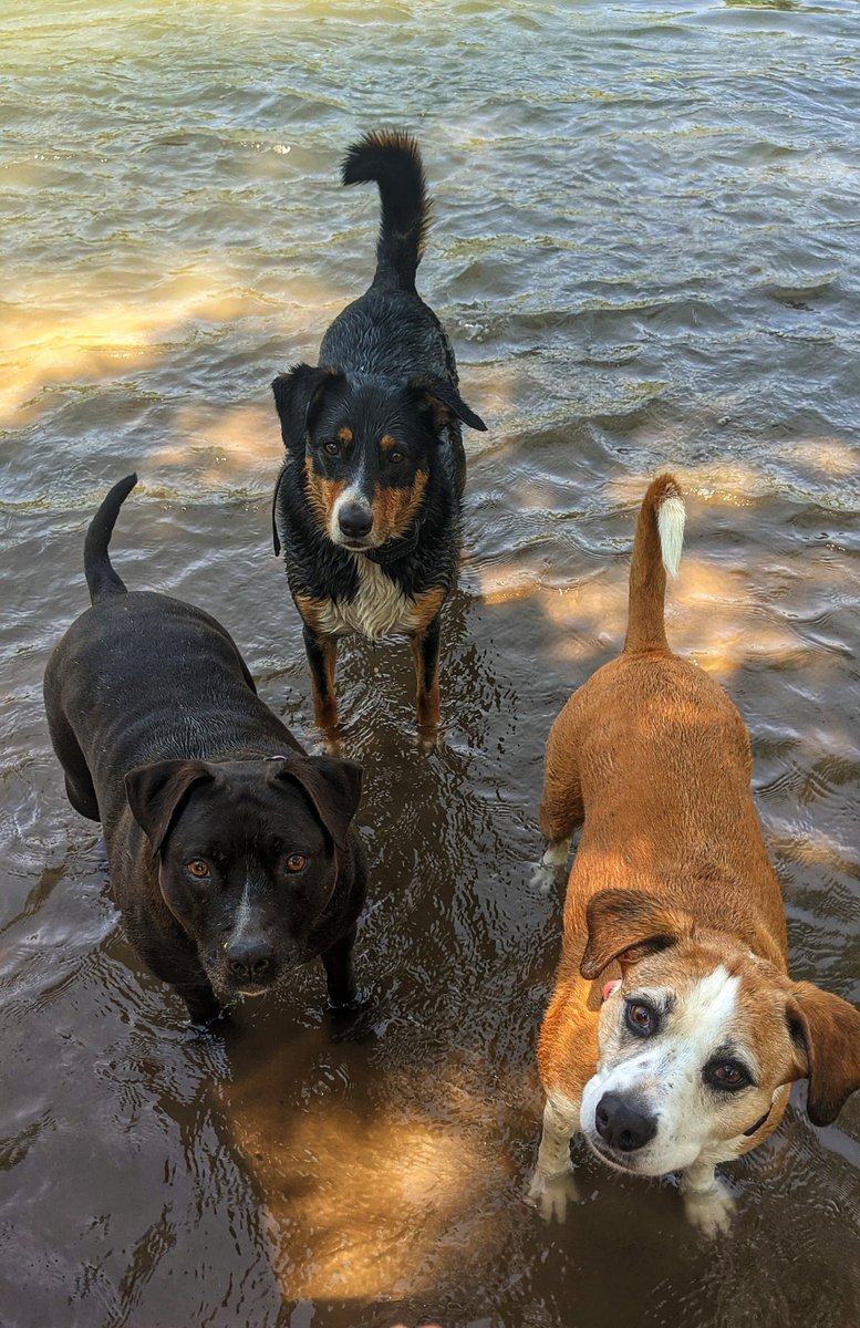 Trixie_Charlie's tweet photo. Long time, no tweets!  Trixie and Charles are doing well, they even have a new pack member...also named Charlie. 🤦‍♀️😂😂 https://t.co/u6UPlSHMJ8