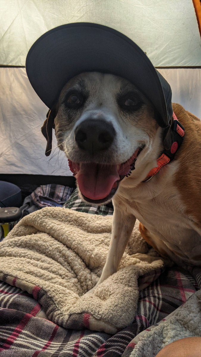 Trixie_Charlie's tweet photo. Trixie loves going camping in Colorado. Who would have thought? 😂😂 https://t.co/HI4R8NuX2Z