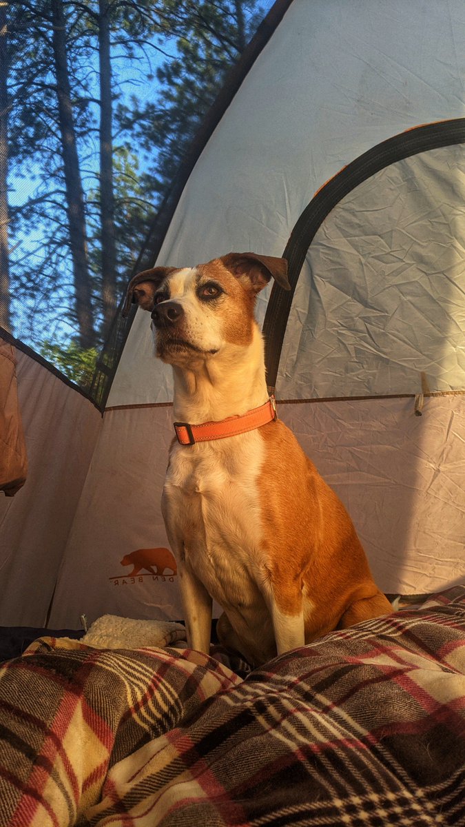 Trixie_Charlie's tweet photo. Trixie loves going camping in Colorado. Who would have thought? 😂😂 https://t.co/HI4R8NuX2Z