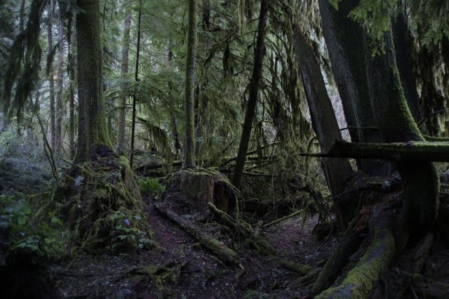 Spirit_Session's tweet image. Listen the the whispers of old trees.