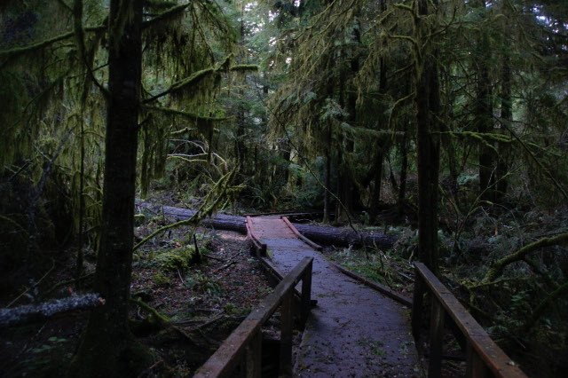 Spirit_Session's tweet image. Listen the the whispers of old trees.