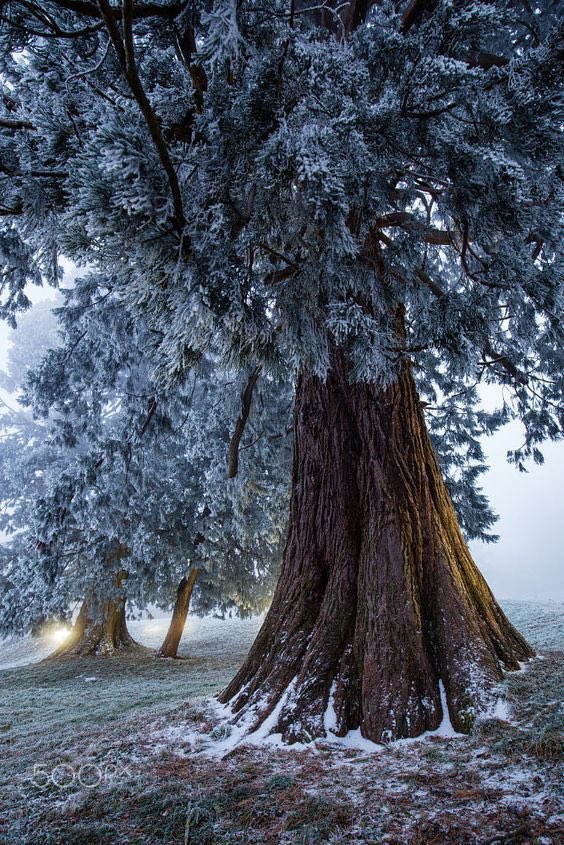 Spirit_Session's tweet image. Listen the the whispers of old trees.