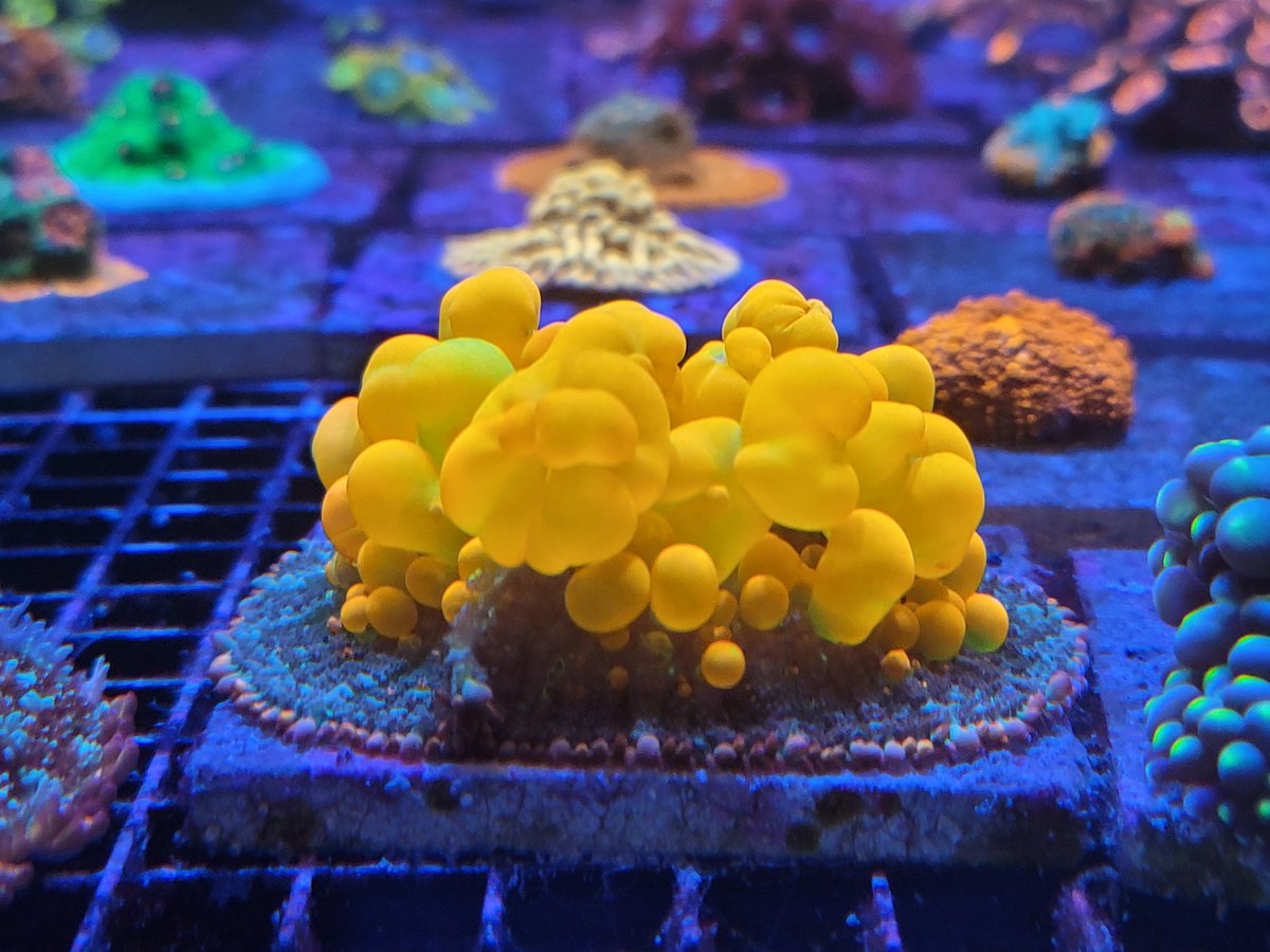 ReefLlc's tweet image. 