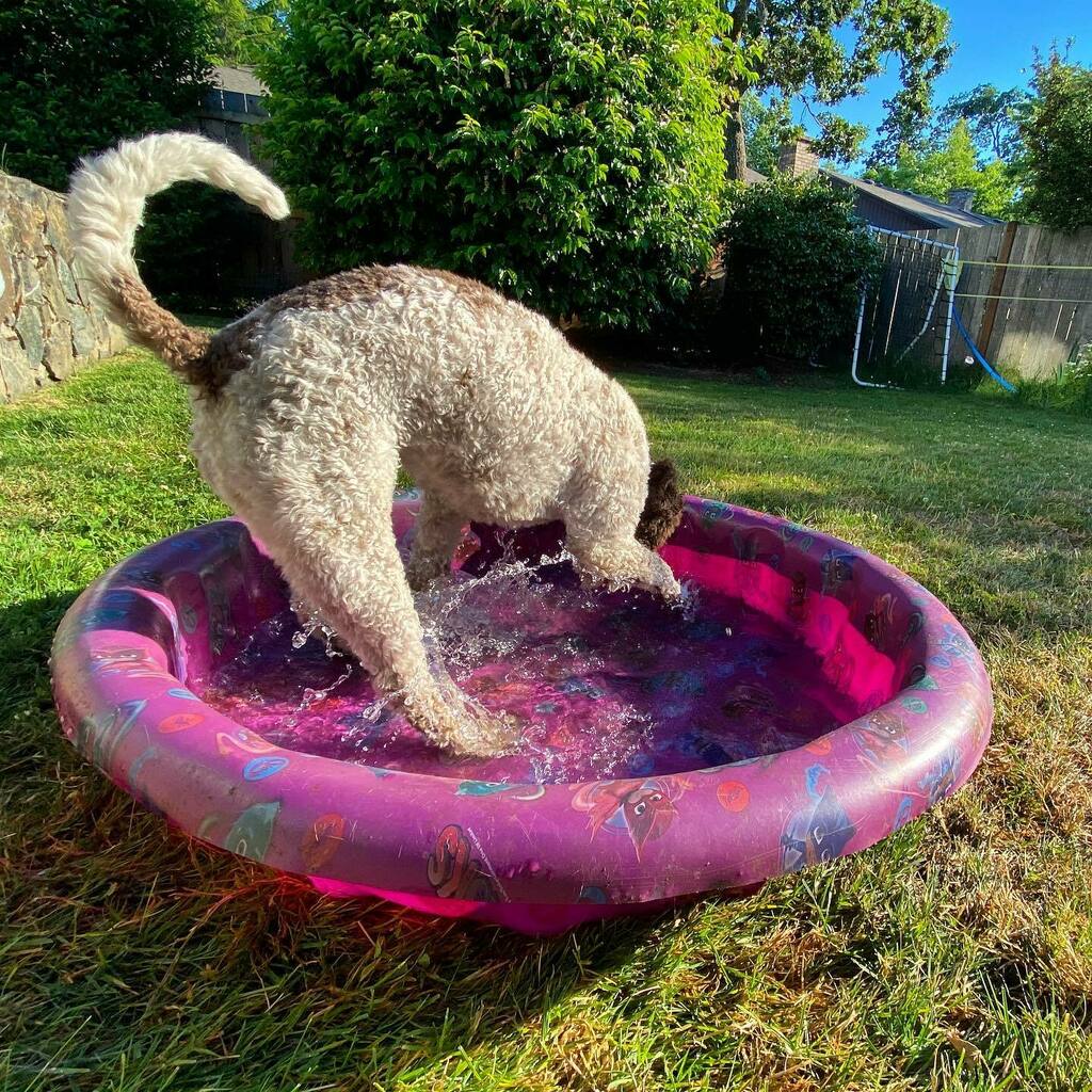 ItsChrisElder's tweet photo. Guess it was time to open the pool. #hawt  #yyjdogs https://t.co/r2S6fF5gXk https://t.co/iVNnswTXG0