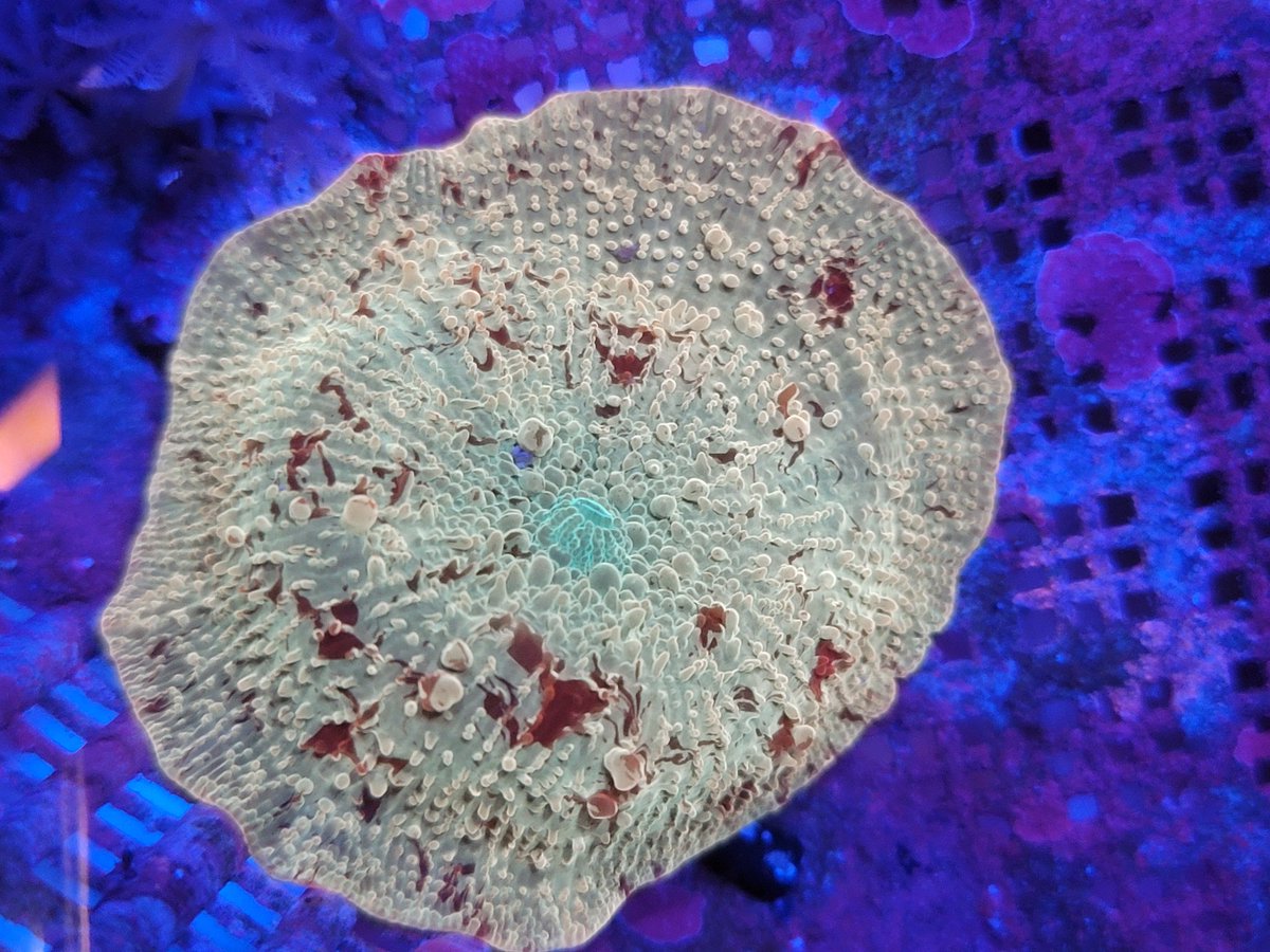 ReefLlc's tweet image. 