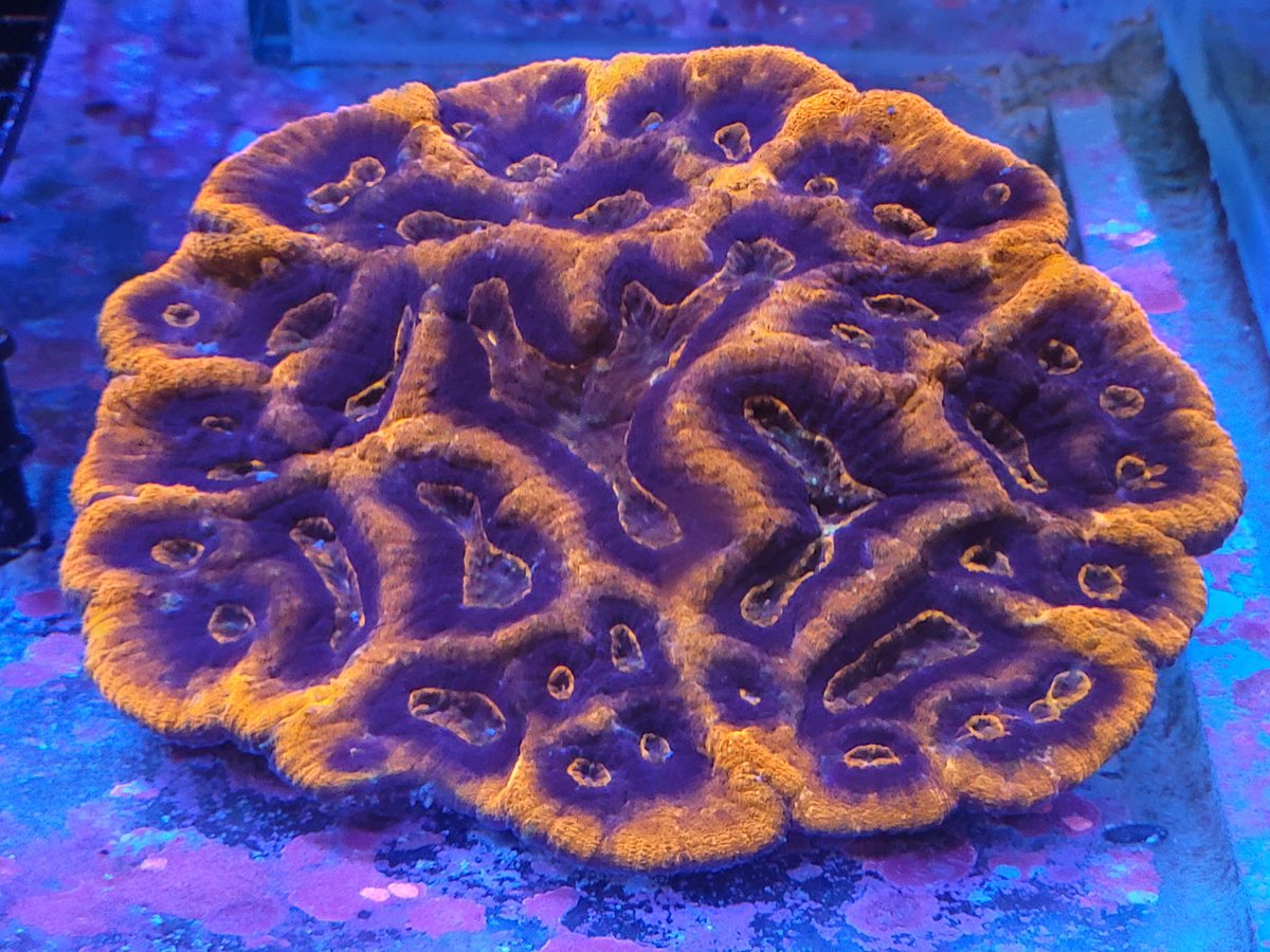 ReefLlc's tweet image. 