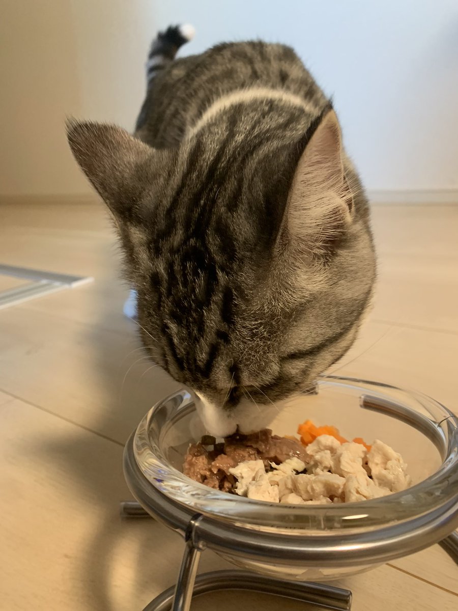 保護猫ビームの観察記 手作り猫ごはん24日目 朝 カリカリ11g ウェットフード10g 鶏胸肉 24g にんじん 5g カリカリ減らして 鶏胸肉増量 猫 子猫 保護猫 にゃんすたぐらむ 猫のいる暮らし 猫好きさんと繋がりたい 手作り猫ごはん エサ 保護猫ビームの観察記 手作り猫ごはん24日目 朝 カリカリ11g ウェットフード10g 鶏胸肉 24g にんじん 5g カリカリ減らして 鶏胸肉増量 猫 子猫 保護猫 にゃんすたぐらむ 猫のいる暮らし 猫好きさんと繋がりたい 手作り猫ごはん エサ