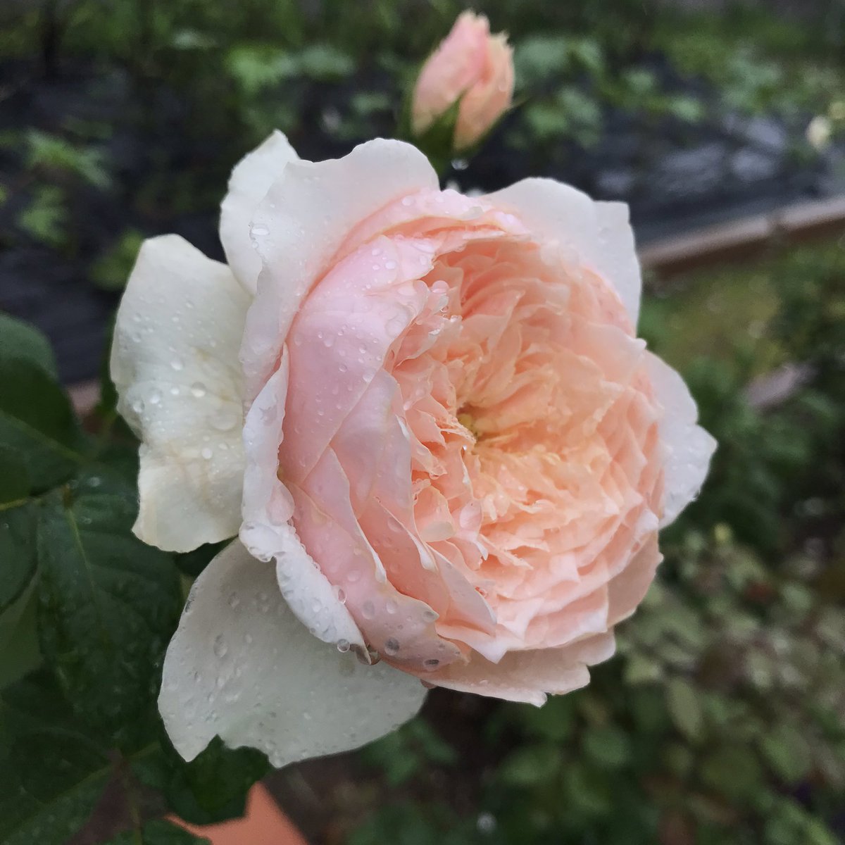 おはようございます今朝の庭から トロワロス ジュード ジ オブスキュア ストロベリー ヒル ペルディータです バラ イングリッシュローズ トロワロス ジュードジオブスキュア ストロベリーヒル ペルディータpic Twitter Com Jcvclq2qq2 He177greif