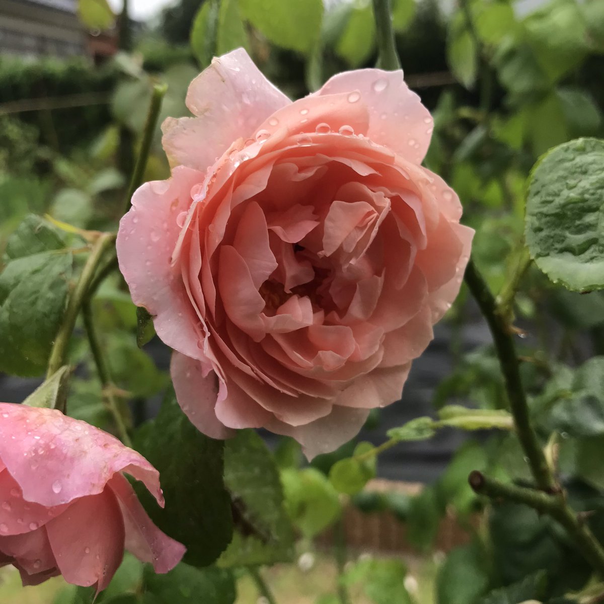 おはようございます今朝の庭から トロワロス ジュード ジ オブスキュア ストロベリー ヒル ペルディータです バラ イングリッシュローズ トロワロス ジュードジオブスキュア ストロベリーヒル ペルディータpic Twitter Com Jcvclq2qq2 He177greif