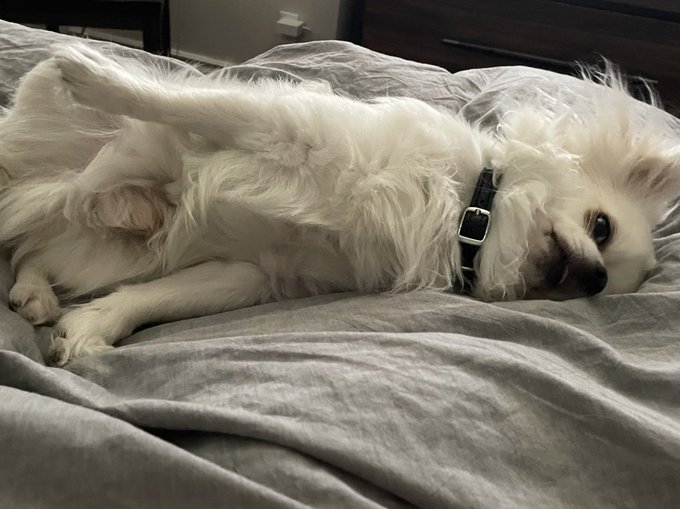 My pup will not let me masturbate alone! The moment I climb into bed, I hear his little paws shuffle<a href="/tag/saturday"class="tags"><span>#saturday</span></a>