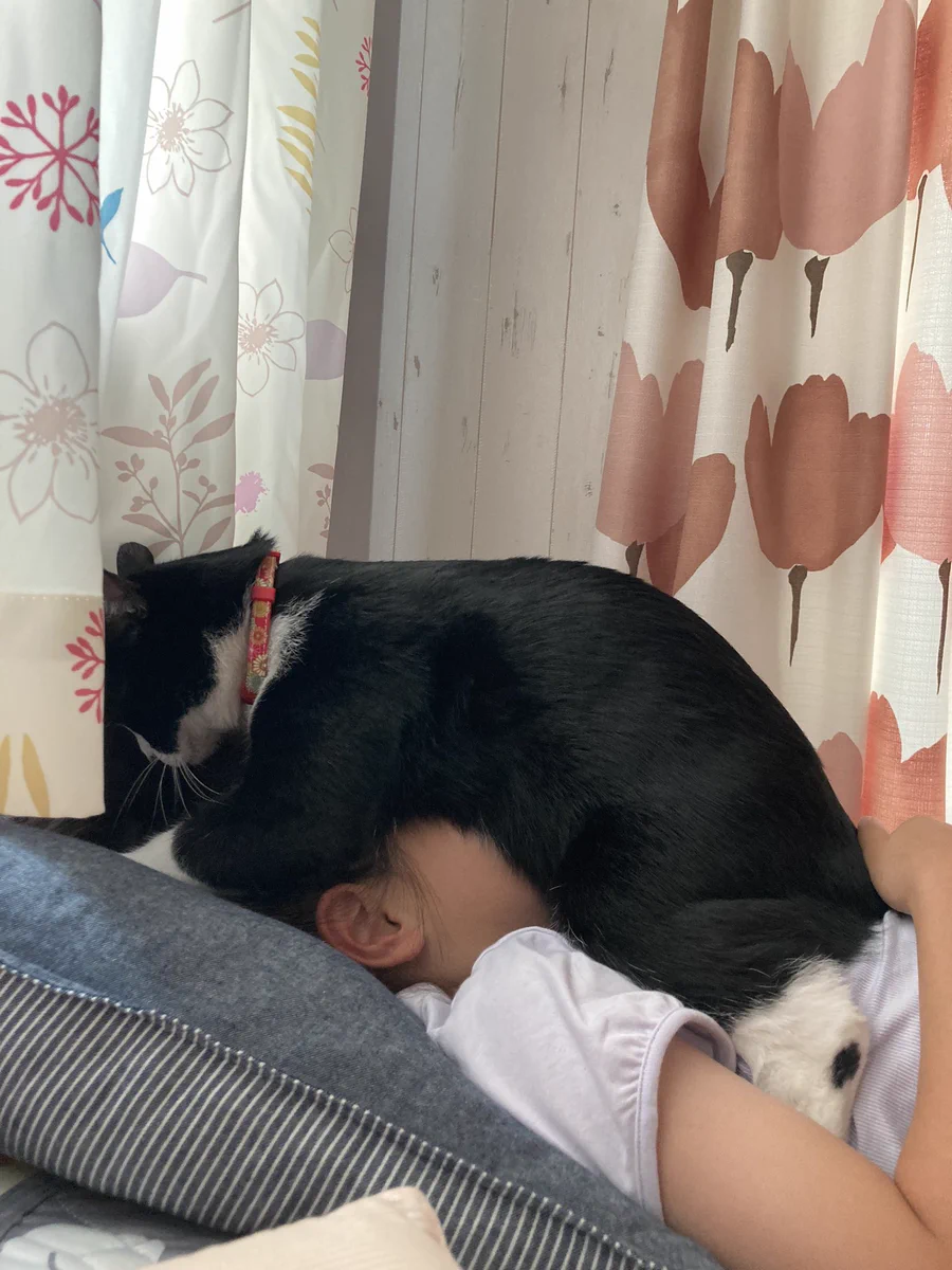 目覚ましは猫のおなかでｗｗｗにゃんと幸せな・・・。