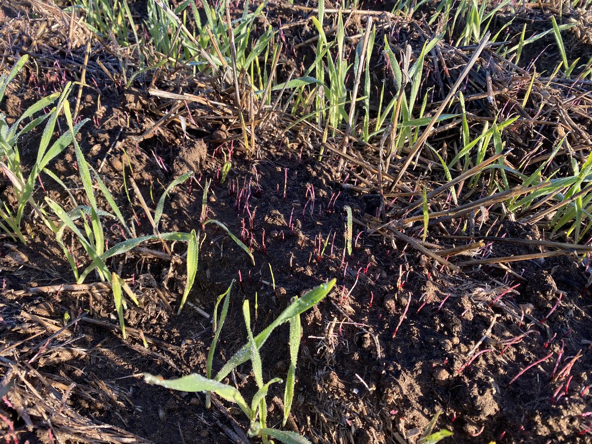 Zweck17's tweet photo. Some of the more visual pictures of OW. Movement back into row a double edge sword. #seeingthedifference @FMCANZ #ryegrass #fumitory https://t.co/WZhKdTn58N