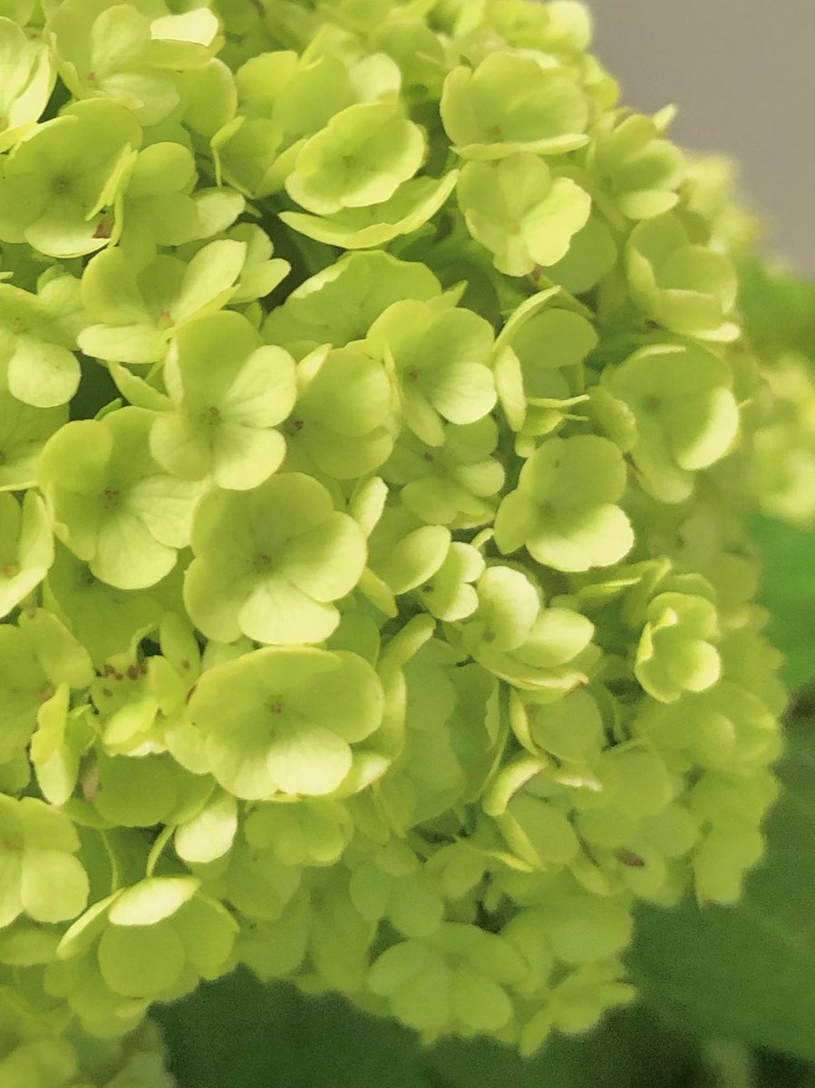 花に癒される