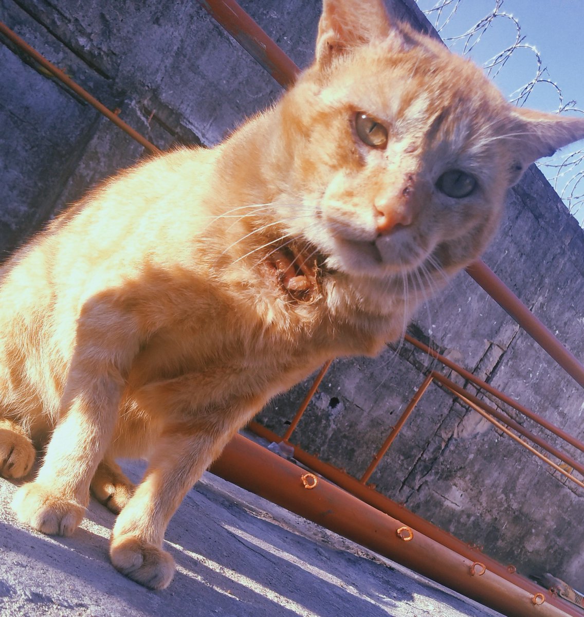 YoonDBoss's tweet image. tw// gato ferido
.
.
.

Esse é o Lelão

Um dos gatos do lixo do meu condomínio, ele e os outros 8 gatos tem esporotricose e rinotraqueíte

TODOS os dias eu desço p medicar cada um deles

Mas semana passada uma senhora me avisou q viu um morador dar 2 pedradas no Lelão +