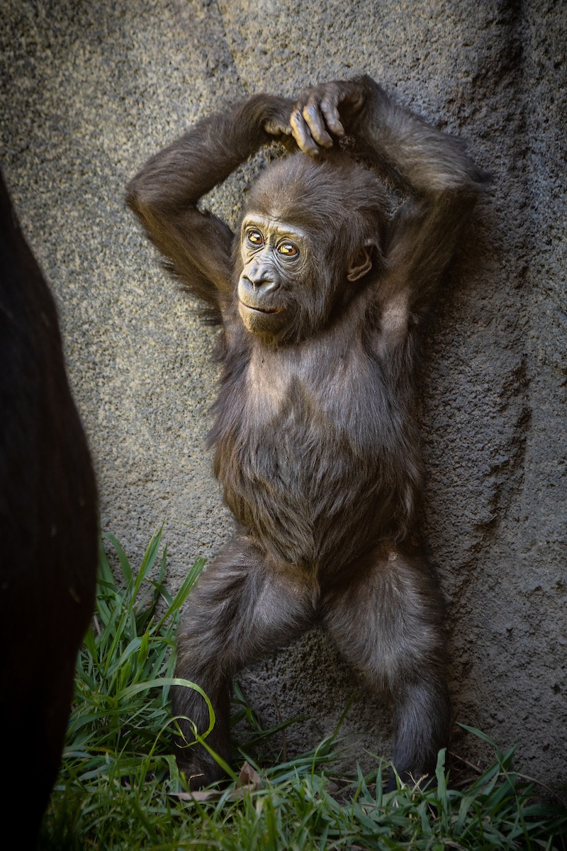 LAZoo's tweet photo. Eyeing the week ahead like:

#LAZooGorillaBaby #Angela #LookingAhead #StikeAPose #MondayMotivationOnSunday https://t.co/uCsKFXl59l